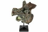 Camarasaurus Atlas (st Cervical) Vertebrae - Very Rare #77949-1